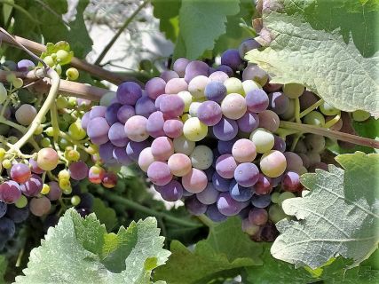 Vineyards in Embonas village Rhodes